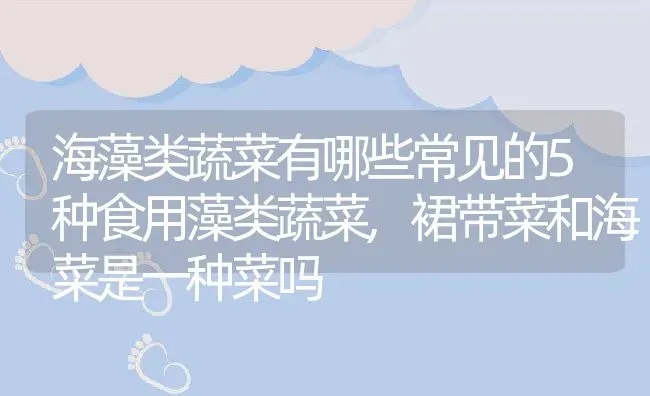 海藻类蔬菜有哪些常见的5种食用藻类蔬菜,裙带菜和海菜是一种菜吗 | 养殖常见问题
