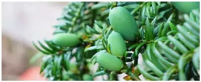 香榧种植技术 | 三农问答