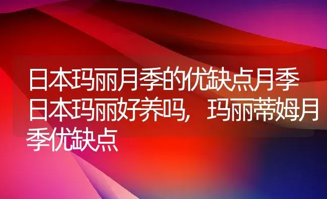 日本玛丽月季的优缺点月季日本玛丽好养吗,玛丽蒂姆月季优缺点 | 养殖常见问题