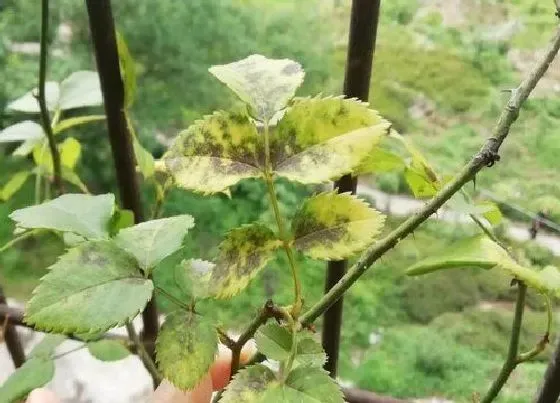 植物常识问题|夏天养殖花卉出现黄叶以后怎么办
