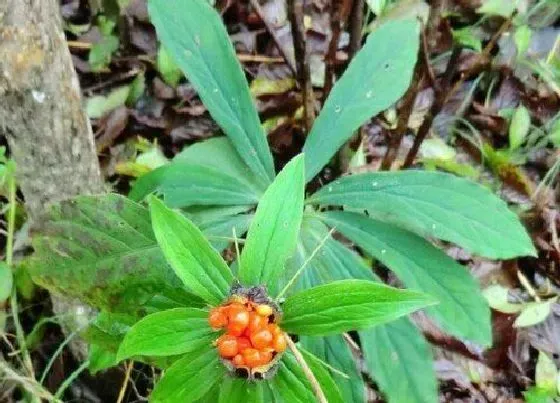 植物常识问题|七叶一枝花的种植方法