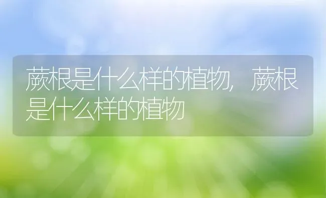 蕨根是什么样的植物,蕨根是什么样的植物 | 养殖常见问题