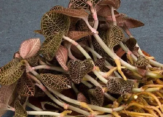 植物常识问题|金线莲怎么种植管理 盆栽金线莲种植技术与方法