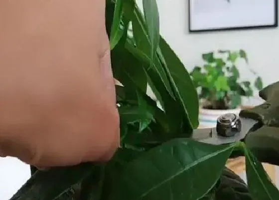 植物常识问题|发财树怎样修剪