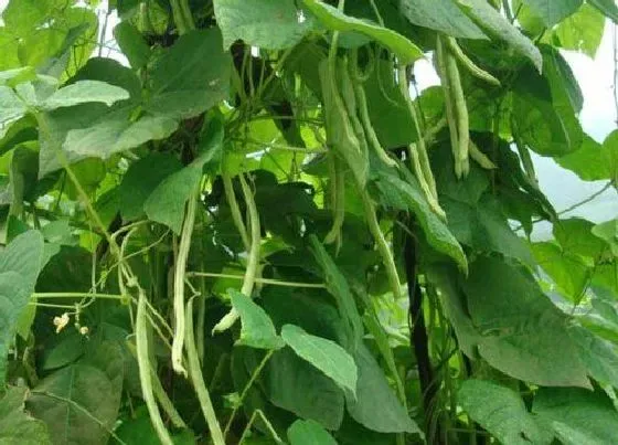 植物常识问题|露天秋芸豆什么时候种植最合适 什么时间种好