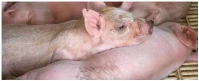 小猪拉稀不吃食光喝水怎么办小猪十五天断奶怎么喂养 | 科普知识