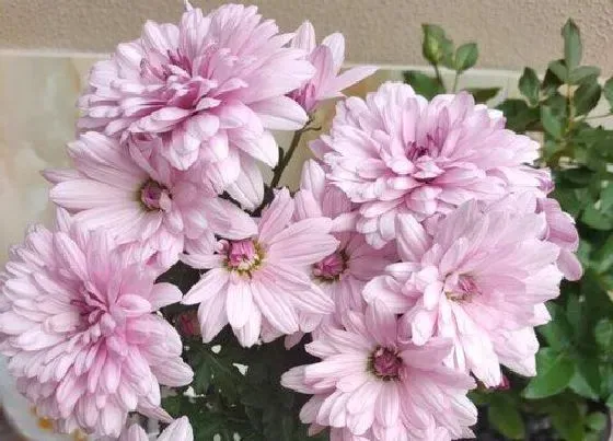 植物常识问题|菊花秋季怎么养护爆盆