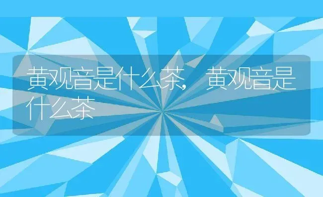 黄观音是什么茶,黄观音是什么茶 | 养殖常见问题