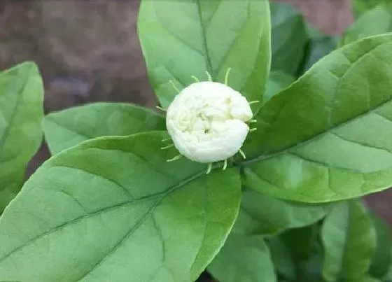 植物常识问题|茉莉烂根黄叶是养护时犯了哪些错