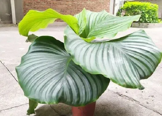 植物常识问题|盆栽苹果竹芋焦边的原因（竹芋叶子焦边下垂怎么办）