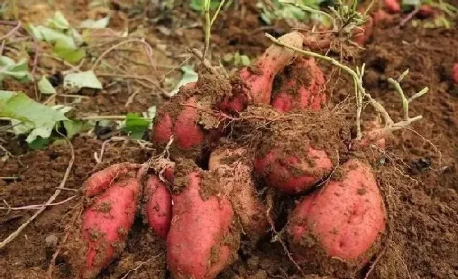 植物常识问题|红薯种植底肥什么最好（管理红薯用什么肥料产量高）