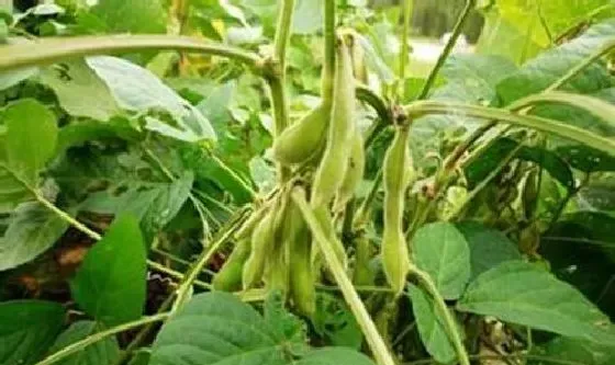 植物常识问题|大青毛豆光长叶子不开花原因（只长秧不长粒怎么回事）