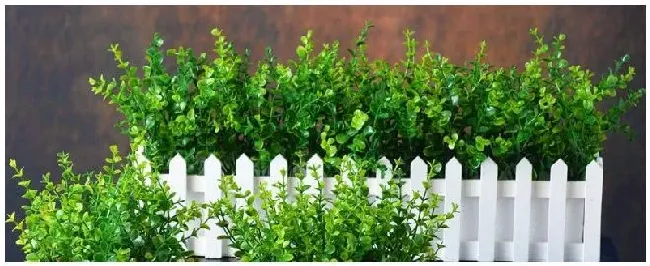 种植小技巧种植蔬菜有什么技巧 | 农业常识