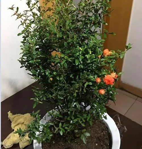 植物常识问题|石榴花怎样换盆换土