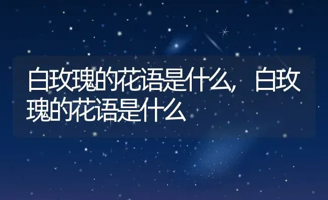 白玫瑰的花语是什么,白玫瑰的花语是什么 | 养殖常见问题