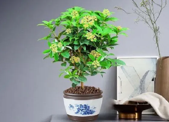 植物常识问题|桂花冬天怎么养才能安全过冬 桂花冬天怎么养要注意什么