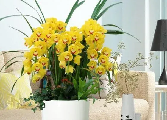 植物常识问题|兰花有叶斑该怎么进行救治
