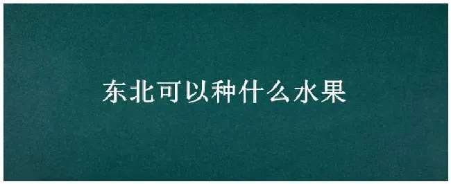 东北可以种什么水果 | 生活常识