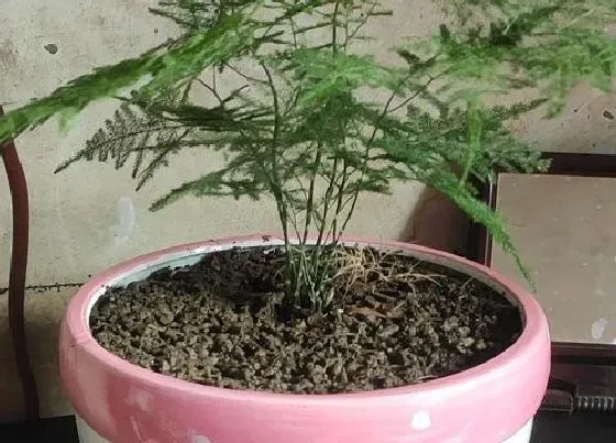 植物常识问题|6月文竹怎么养不干尖不黄叶