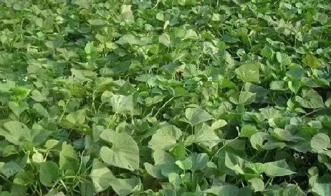 植物常识问题|红薯种植底肥什么最好（管理红薯用什么肥料产量高）