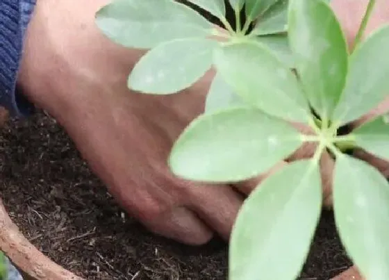 植物常识问题|鸭掌木如何扦插茂盛