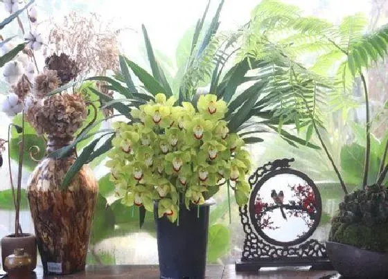 植物常识问题|兰花有叶斑该怎么进行救治
