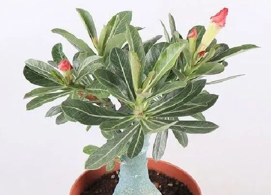 植物常识问题|沙漠玫瑰开花以后如何养护避免掉花苞