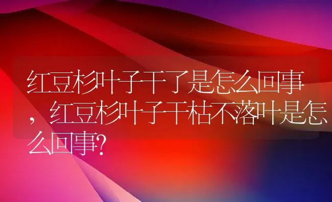 红豆杉叶子干了是怎么回事,红豆杉叶子干枯不落叶是怎么回事？ | 养殖常见问题