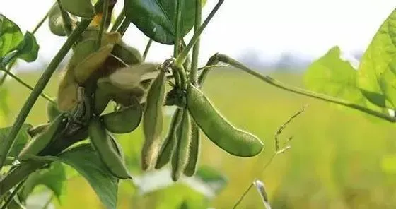 植物常识问题|大青毛豆光长叶子不开花原因（只长秧不长粒怎么回事）