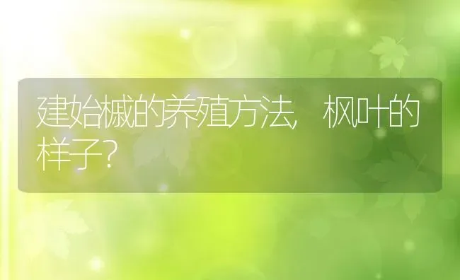 建始槭的养殖方法,枫叶的样子？ | 养殖常见问题