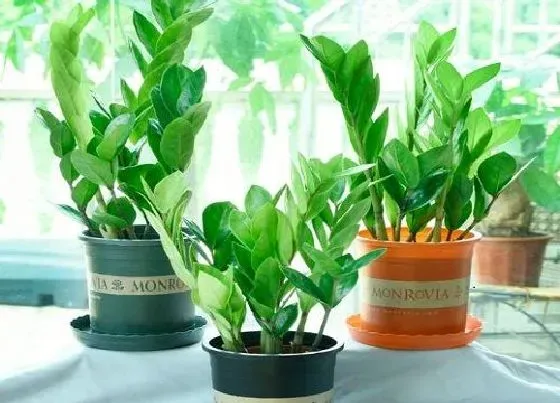 植物常识问题|金钱树有黑色的斑块该怎么治疗