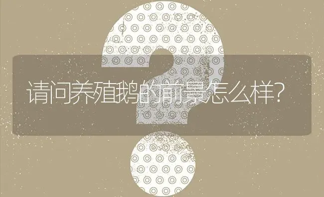 请问养殖鹅的前景怎么样? | 养殖问题解答