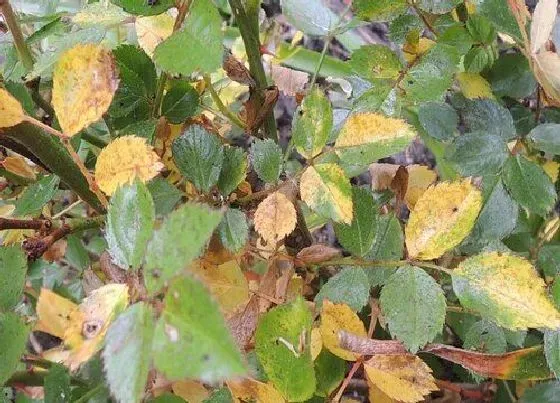植物常识问题|夏天养殖花卉出现黄叶以后怎么办