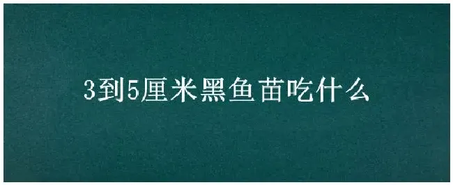 3到5厘米黑鱼苗吃什么 | 科普知识