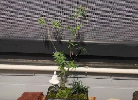 植物常识问题|大型绿植花卉凤尾竹如何养护