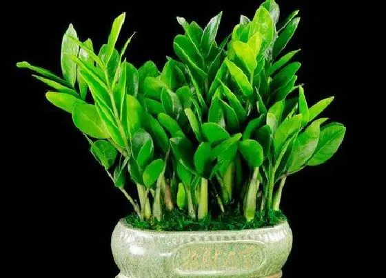 植物常识问题|金钱树有黑色的斑块该怎么治疗