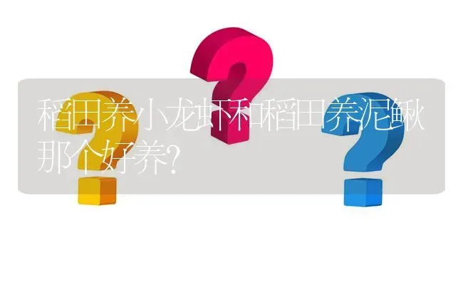 稻田养小龙虾和稻田养泥鳅那个好养? | 养殖问题解答