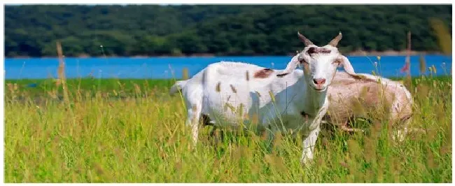 羊吃了草甘膦的草怎么办 | 三农答疑