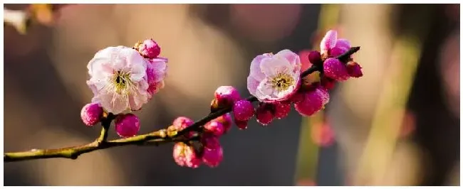 梅花是几月开的 | 农业常识