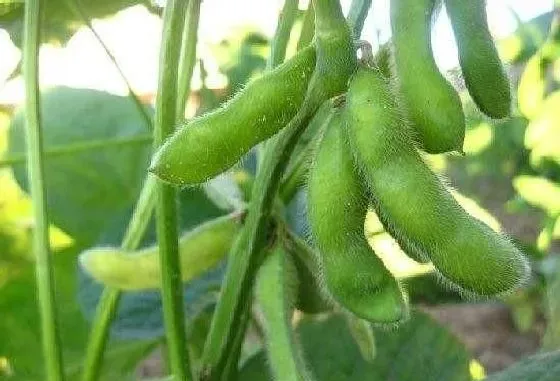 植物常识问题|大青毛豆光长叶子不开花原因（只长秧不长粒怎么回事）