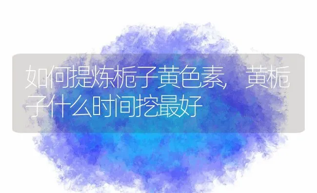 如何提炼栀子黄色素,黄栀子什么时间挖最好 | 养殖常见问题
