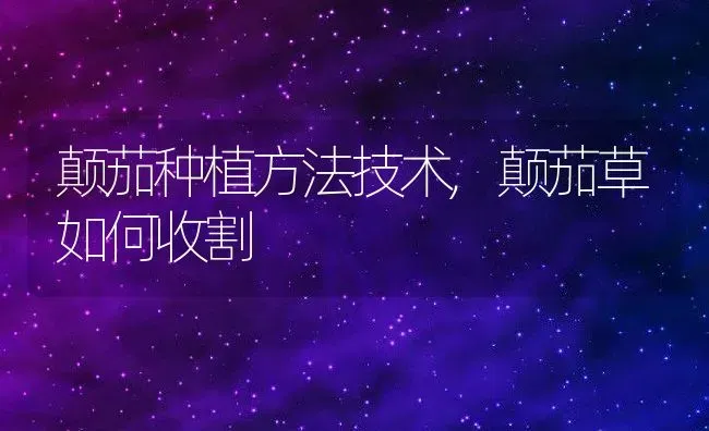 颠茄种植方法技术,颠茄草如何收割 | 养殖常见问题