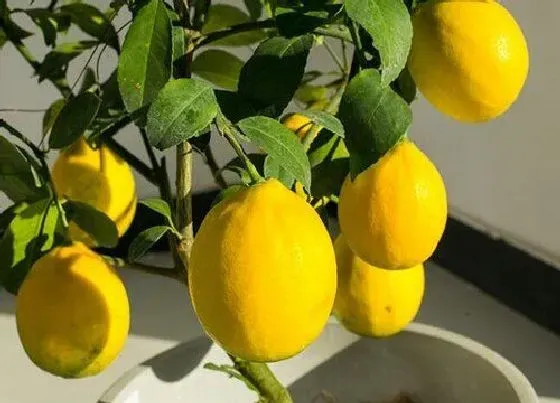 植物常识问题|盆栽柠檬树如何修剪开花多