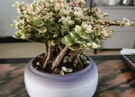 植物常识问题|雅乐之舞和金枝玉叶怎么养护