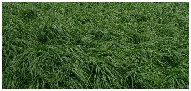适合北方种植的牧草 | 农业常识