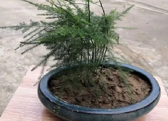 植物常识问题|6月文竹怎么养不干尖不黄叶