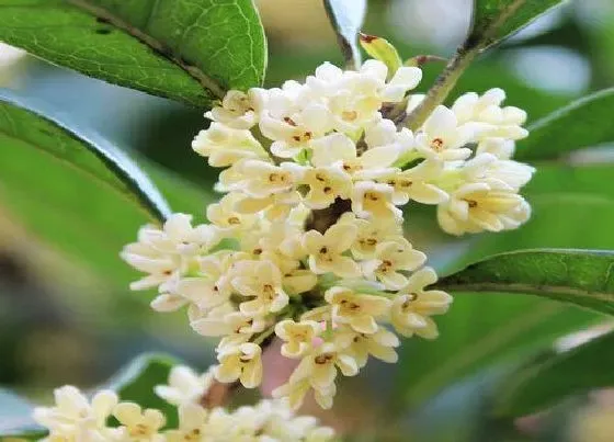 植物常识问题|桂花冬天怎么养才能安全过冬 桂花冬天怎么养要注意什么