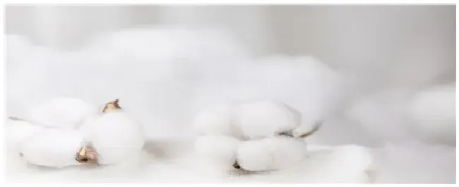 棉花打顶后几天打缩节胺 | 农业问题