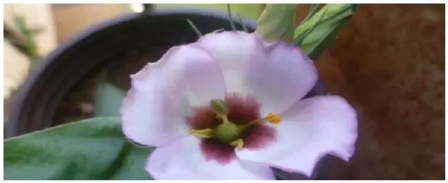 洋桔梗的种植注意事项 | 生活常识