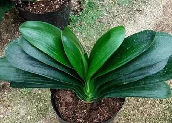 植物常识问题|君子兰栽培技术与养殖管理方法